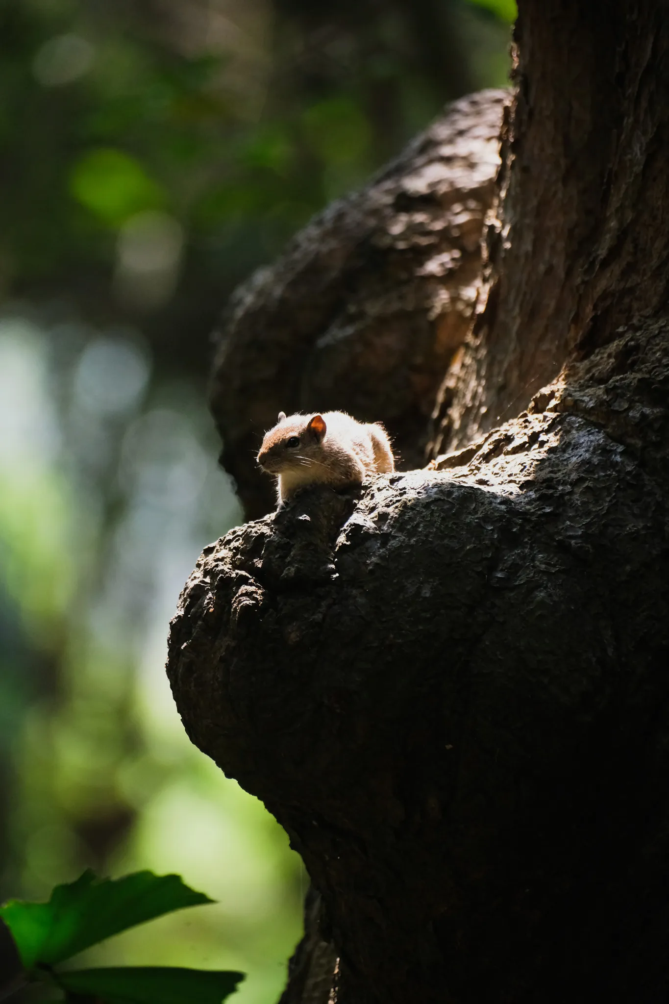 Wildlife – Bild 3