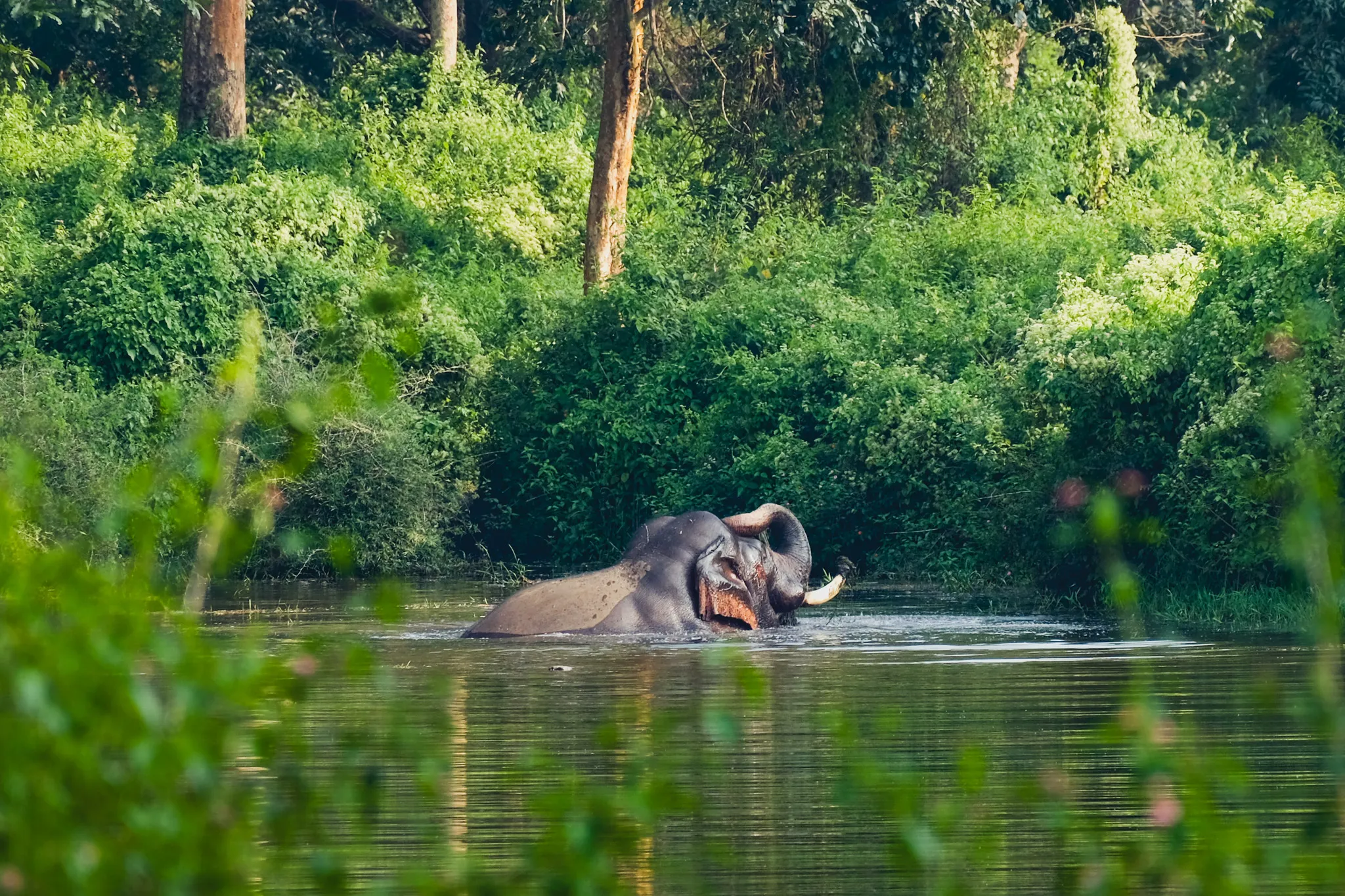 Wildlife – Bild 8