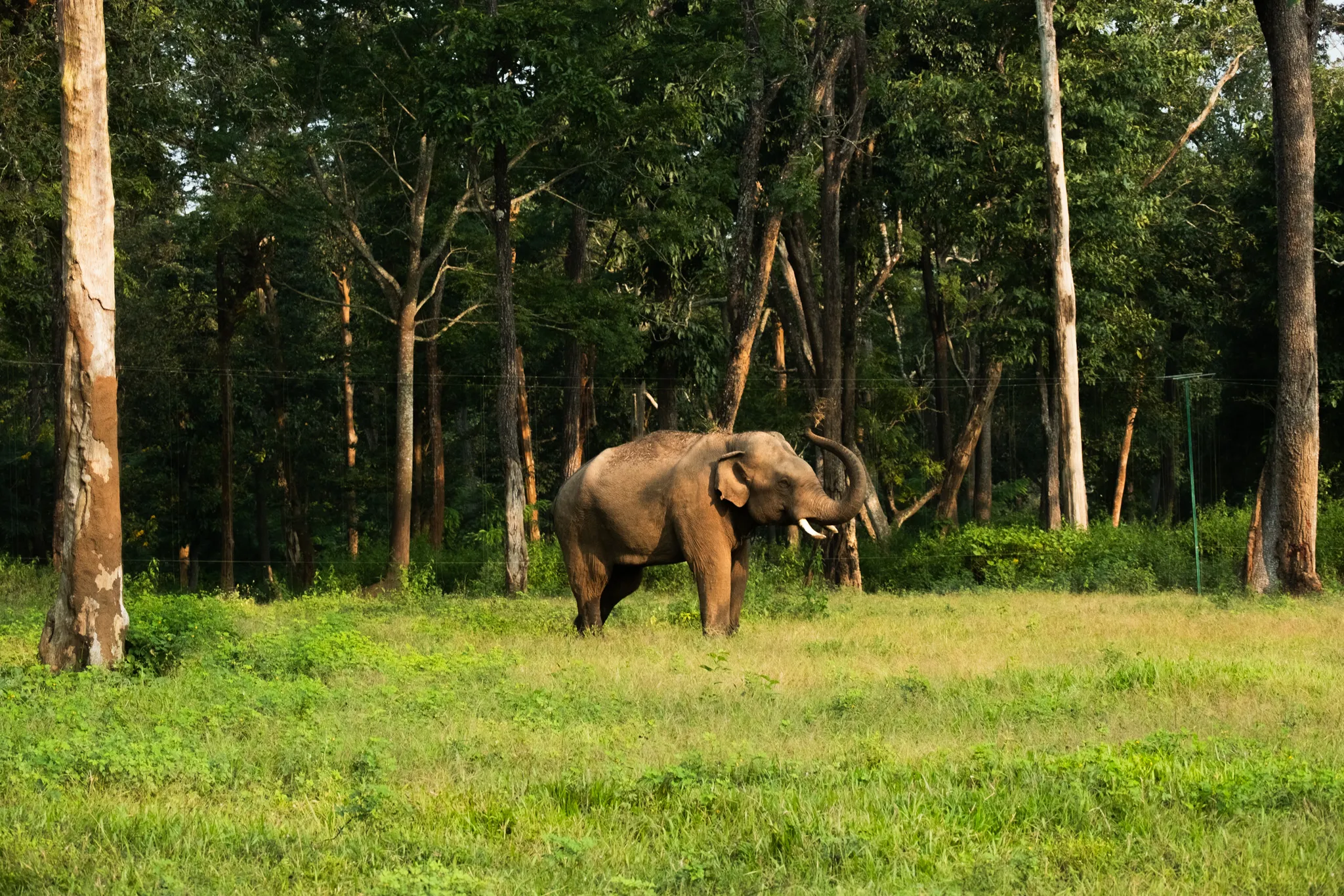 Wildlife – Bild 9