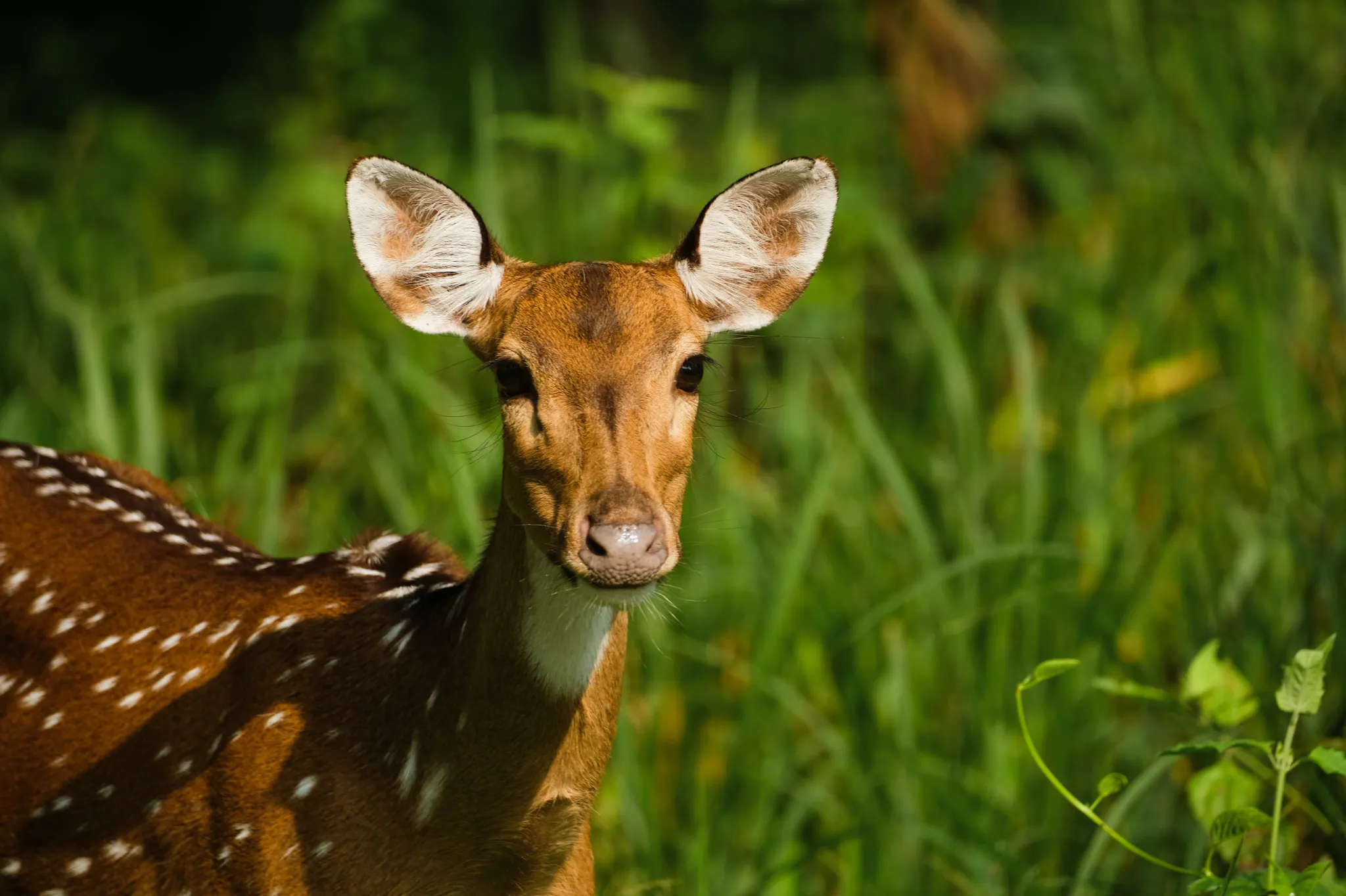 Wildlife – Bild 11