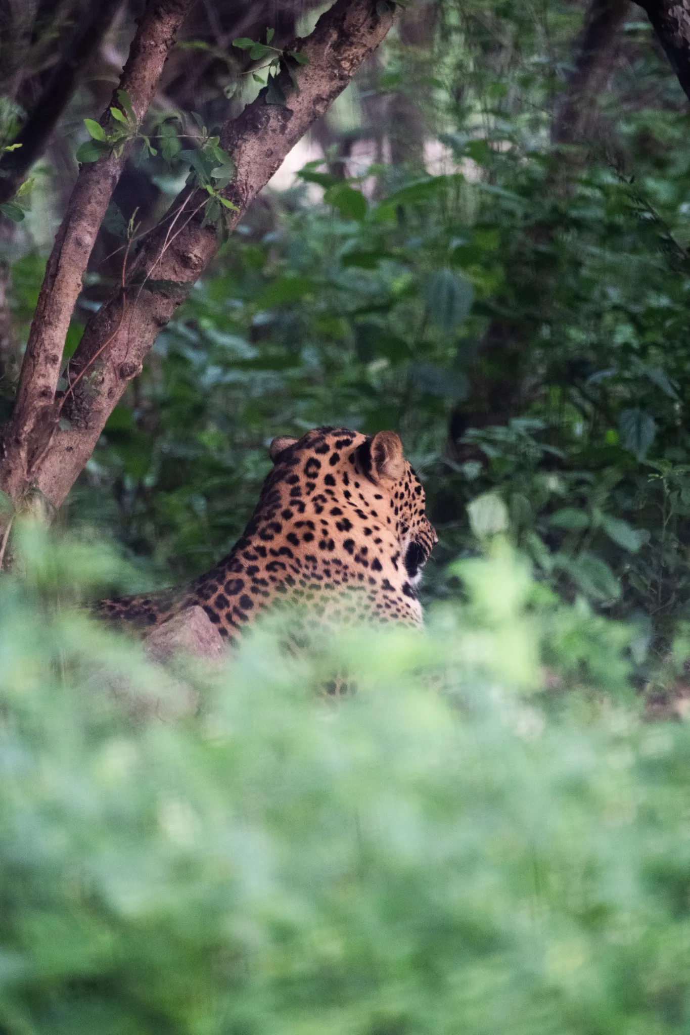 Wildlife – Bild 15