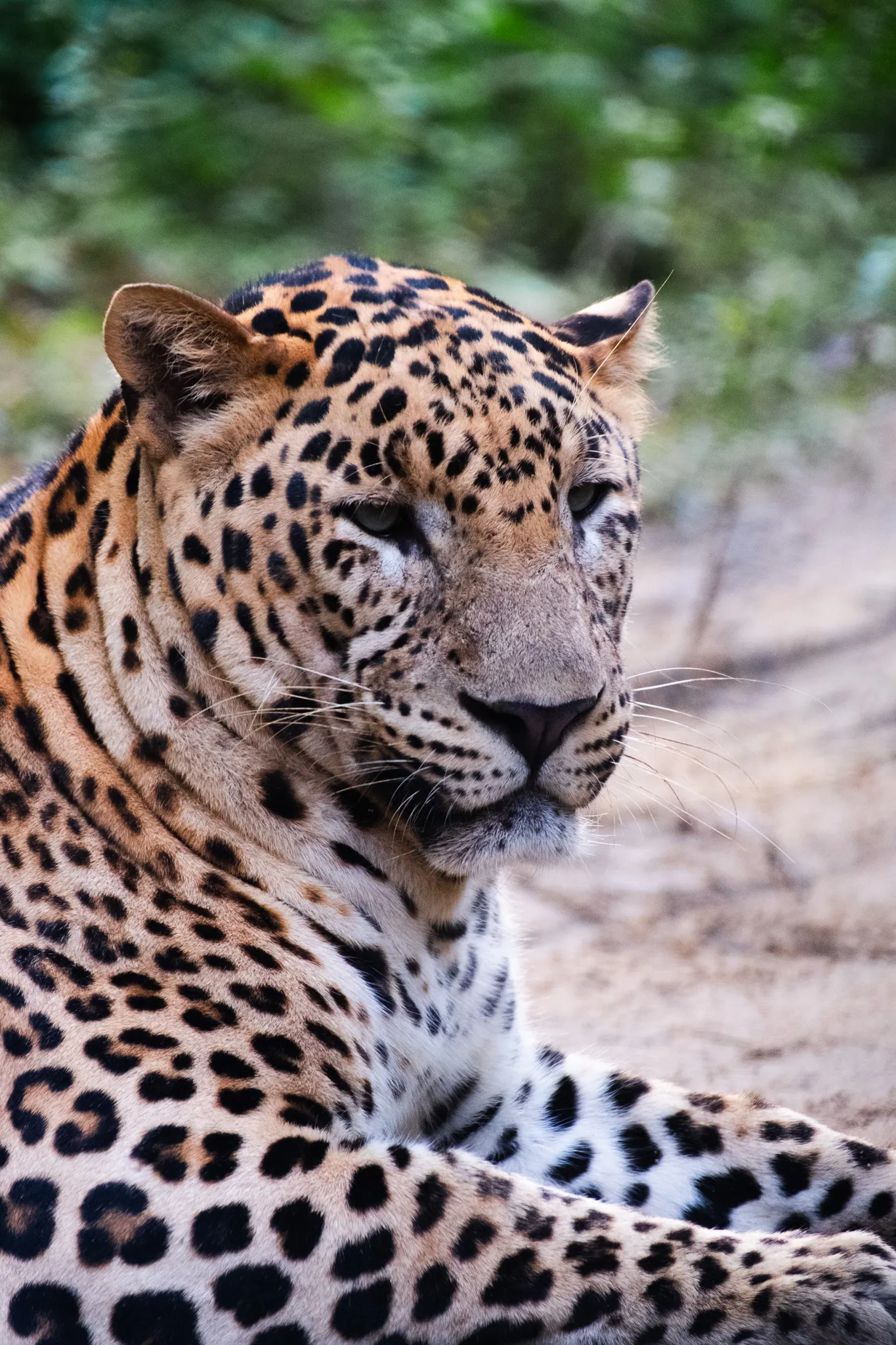 Wildlife – Bild 16