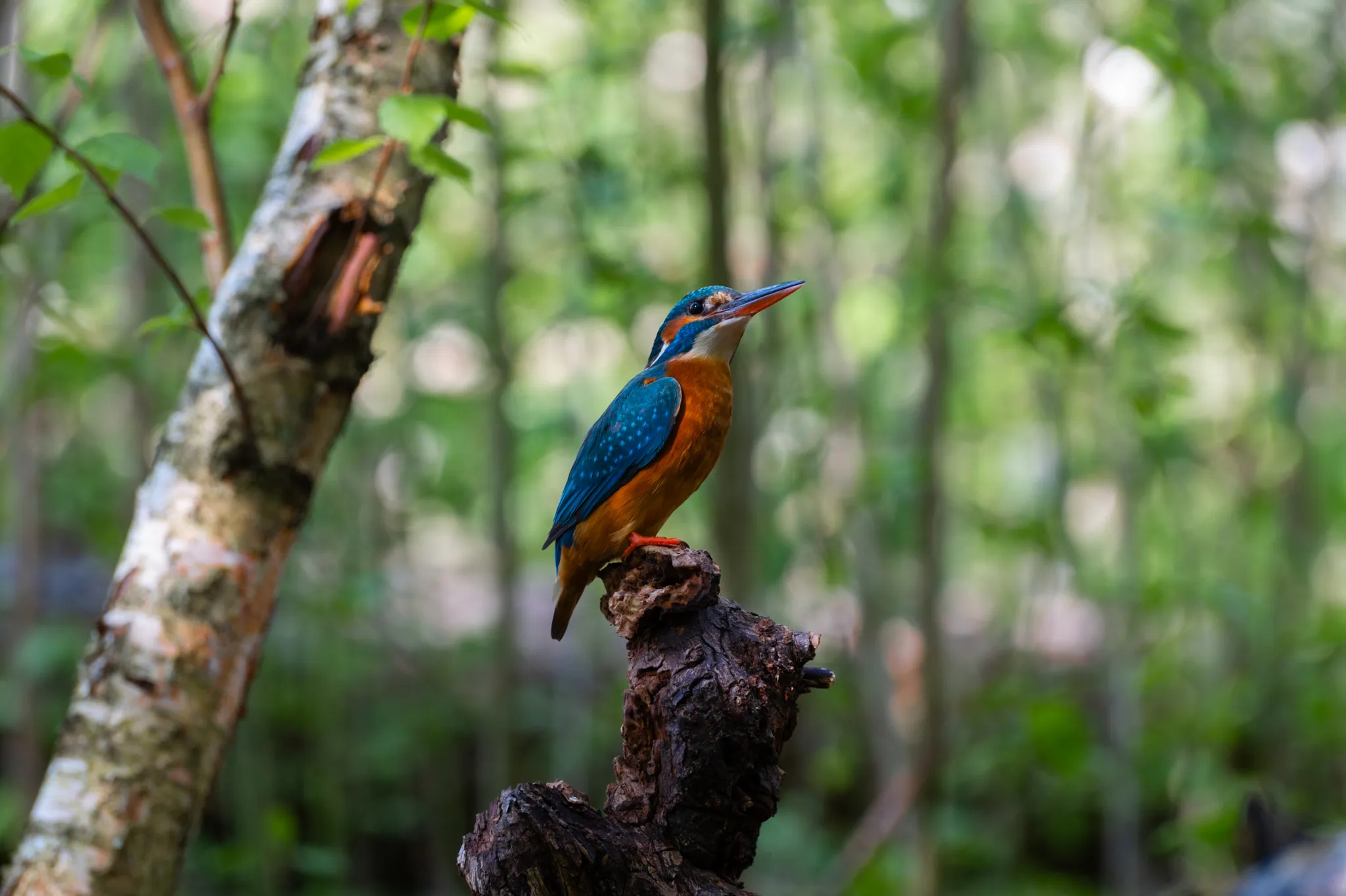 Wildlife