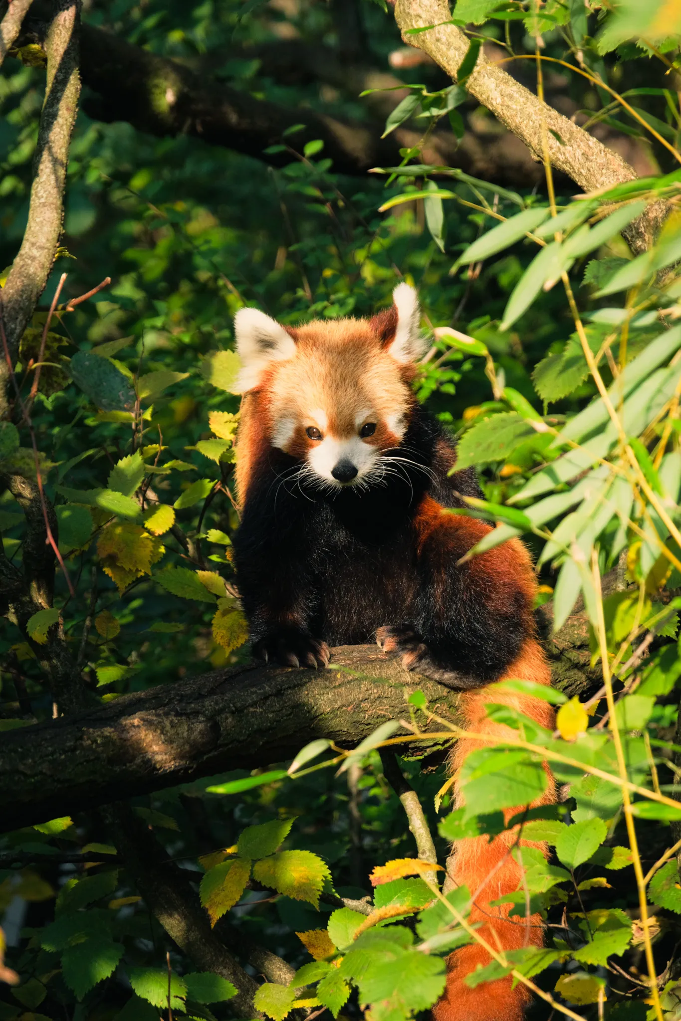 Wildlife – Bild 22