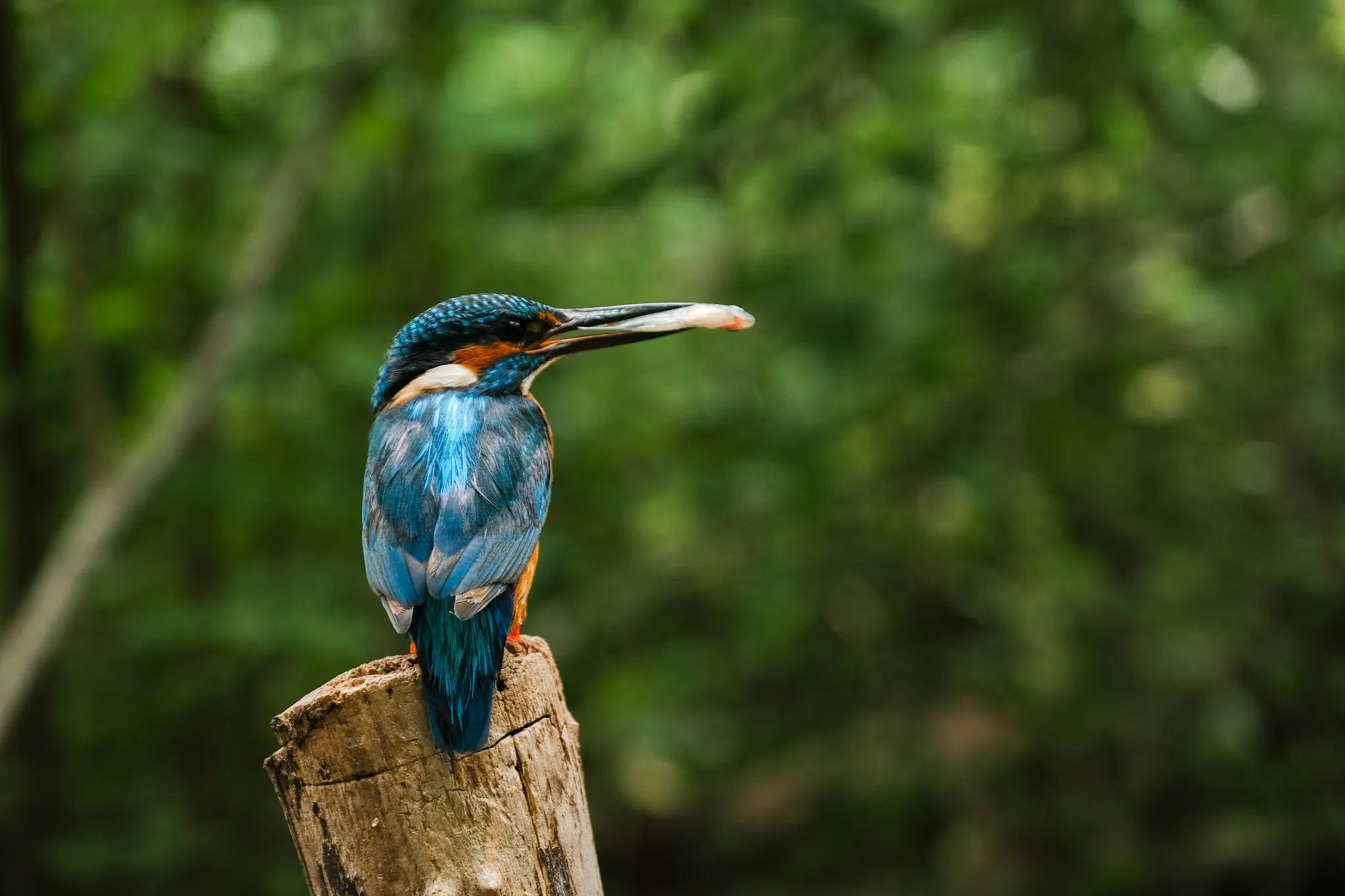 Wildlife – Bild 1